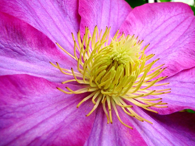 Free Pink Yellow photo and picture