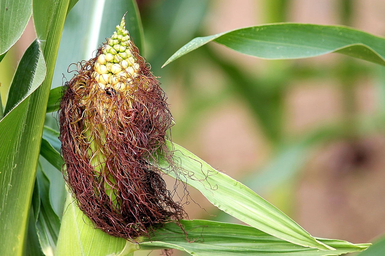 Corn Hair On The Cob Free photo on Pixabay