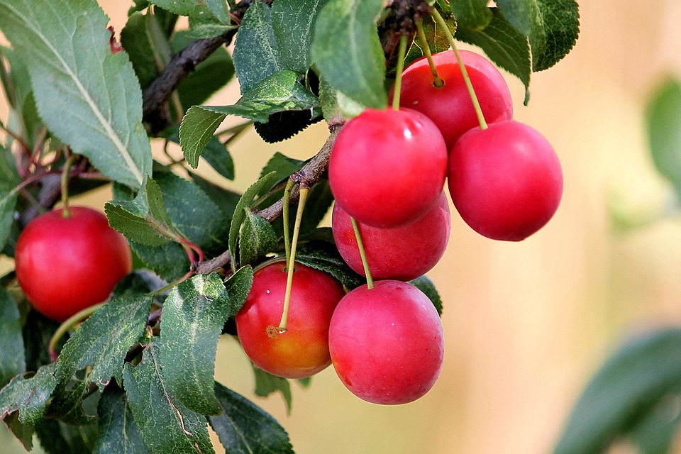 Cherry Plum, Rosso, Susine, Frutta, Sano, Delizioso