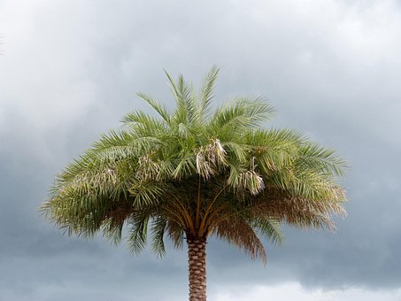 Palme, Florida, Bäume, Gewitterhimmel