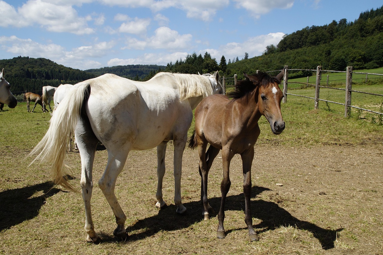 State Stud - free online jigsaw puzzle photo