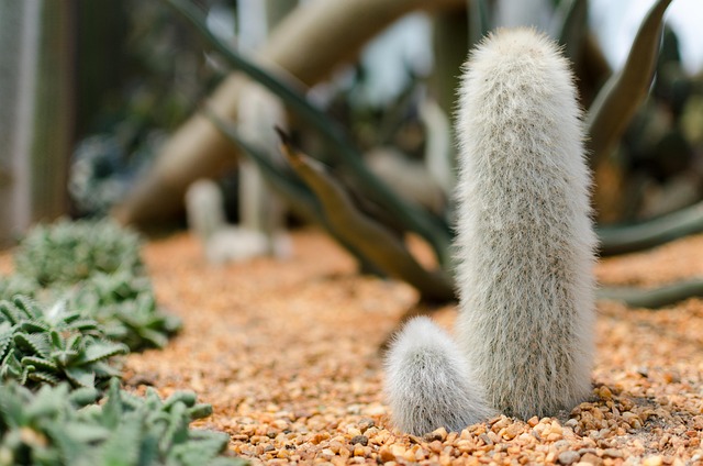 Free Cactus Gardens By The Bay photo and picture