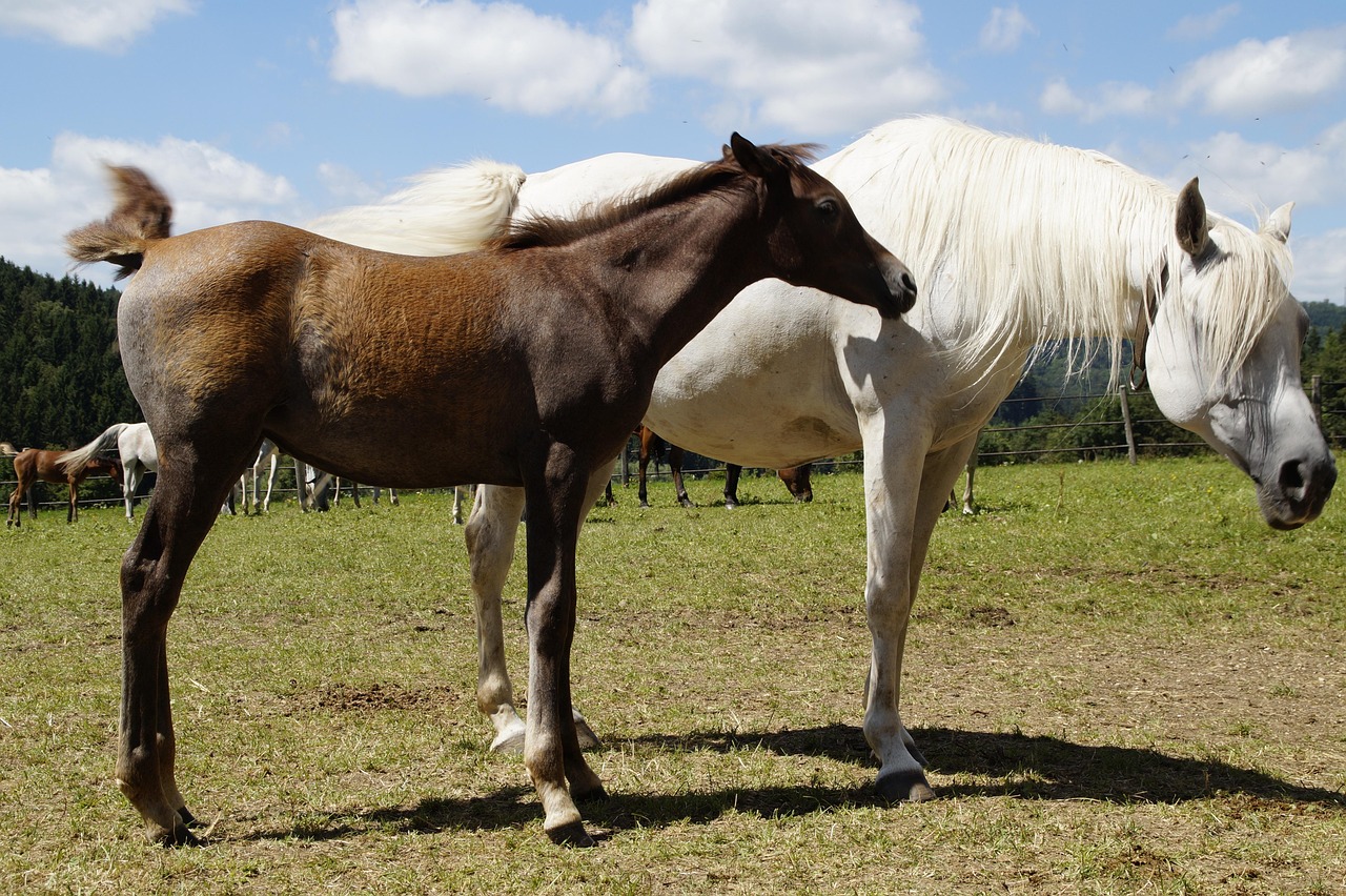 State Stud - free online jigsaw puzzle photo