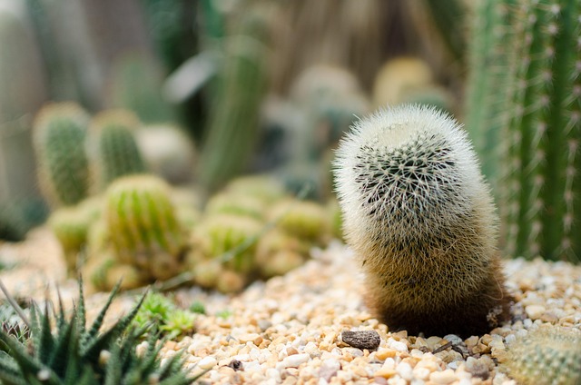 Free Cactus Gardens By The Bay photo and picture