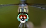 dragonfly, insect, bug