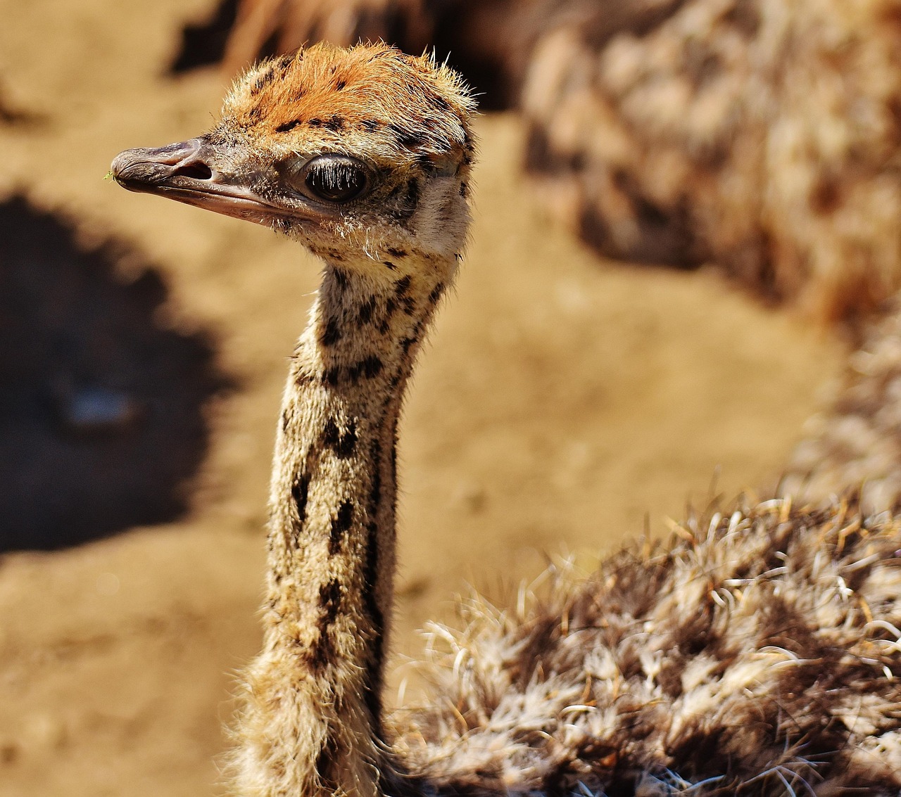 Ostrich - free online jigsaw puzzle photo