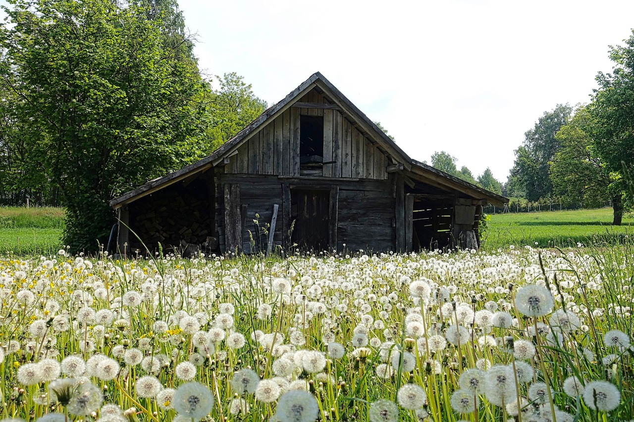 Shed - free online jigsaw puzzle photo