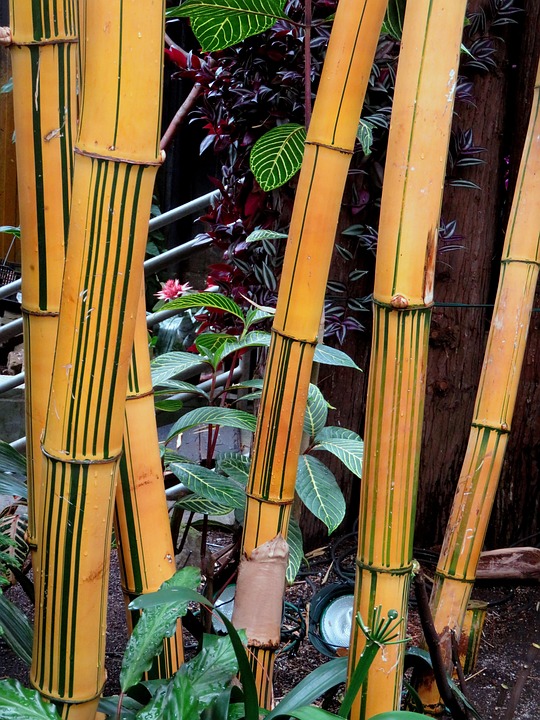 Baboo Reed Bamboo Reeds - Free photo on Pixabay
