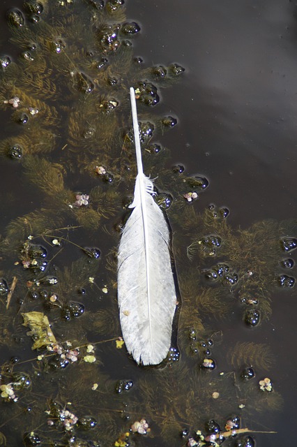 Free Water Aquatic Plants photo and picture