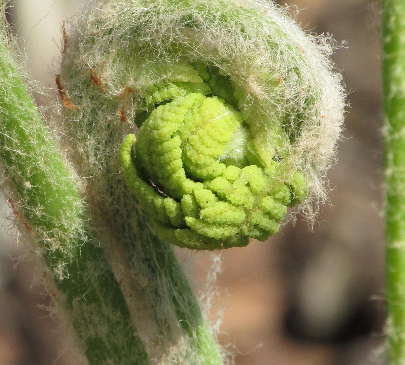 Spring Growth Nature - Free photo on Pixabay