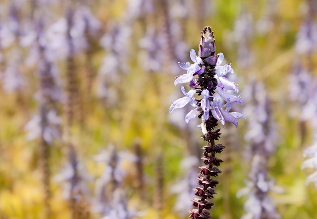 Blüte, Violett, Feder, Natur, Natürlich
