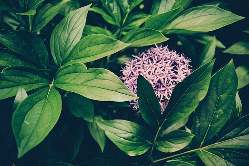 Free Leaf Flower photo and picture