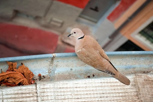Free Bird Dove photo and picture