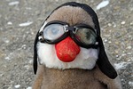 cloth duck, figure, pilot
