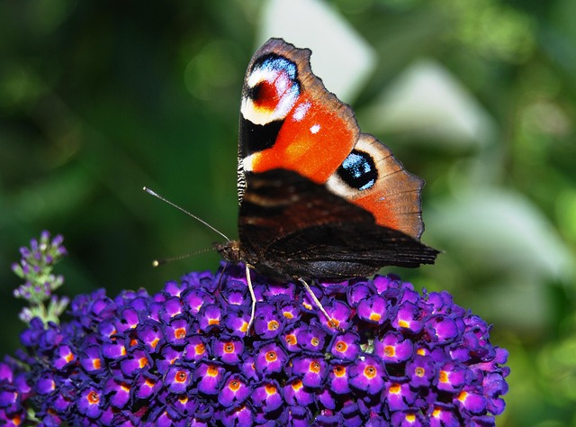 Free Butterfly Flower Background photo and picture