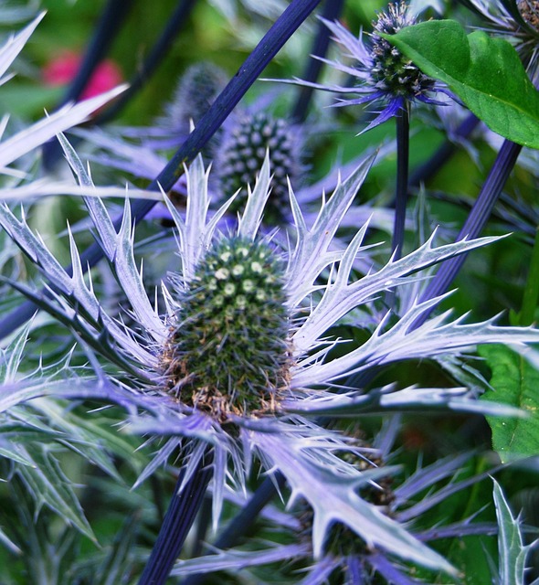 Free Thistle Blue photo and picture