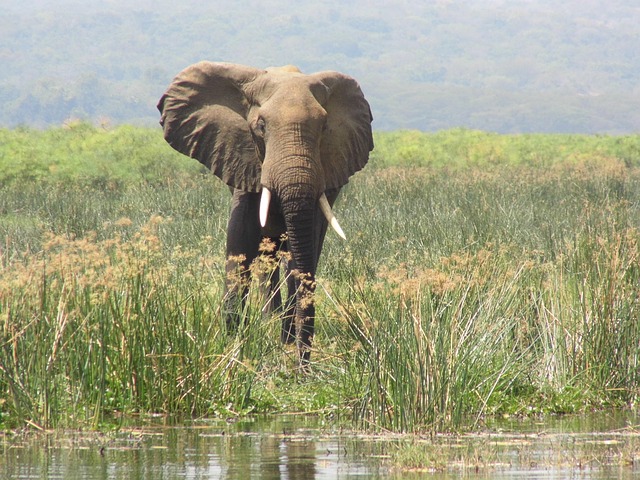 Free Elephant Murchison Falls photo and picture