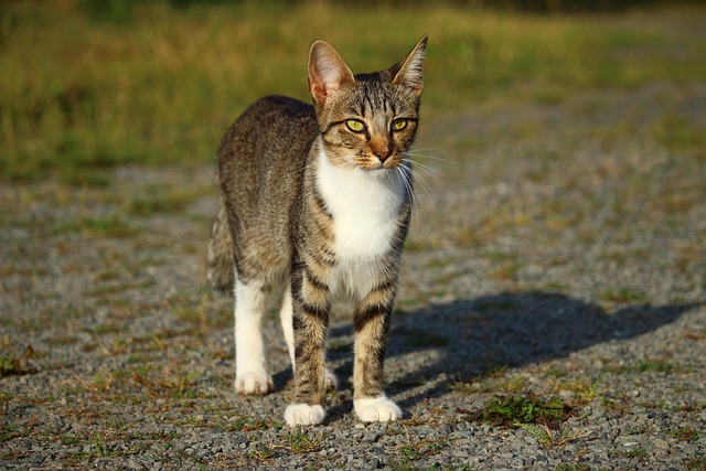 Gato Gatinha Gatinho - Foto gratuita no Pixabay - Pixabay