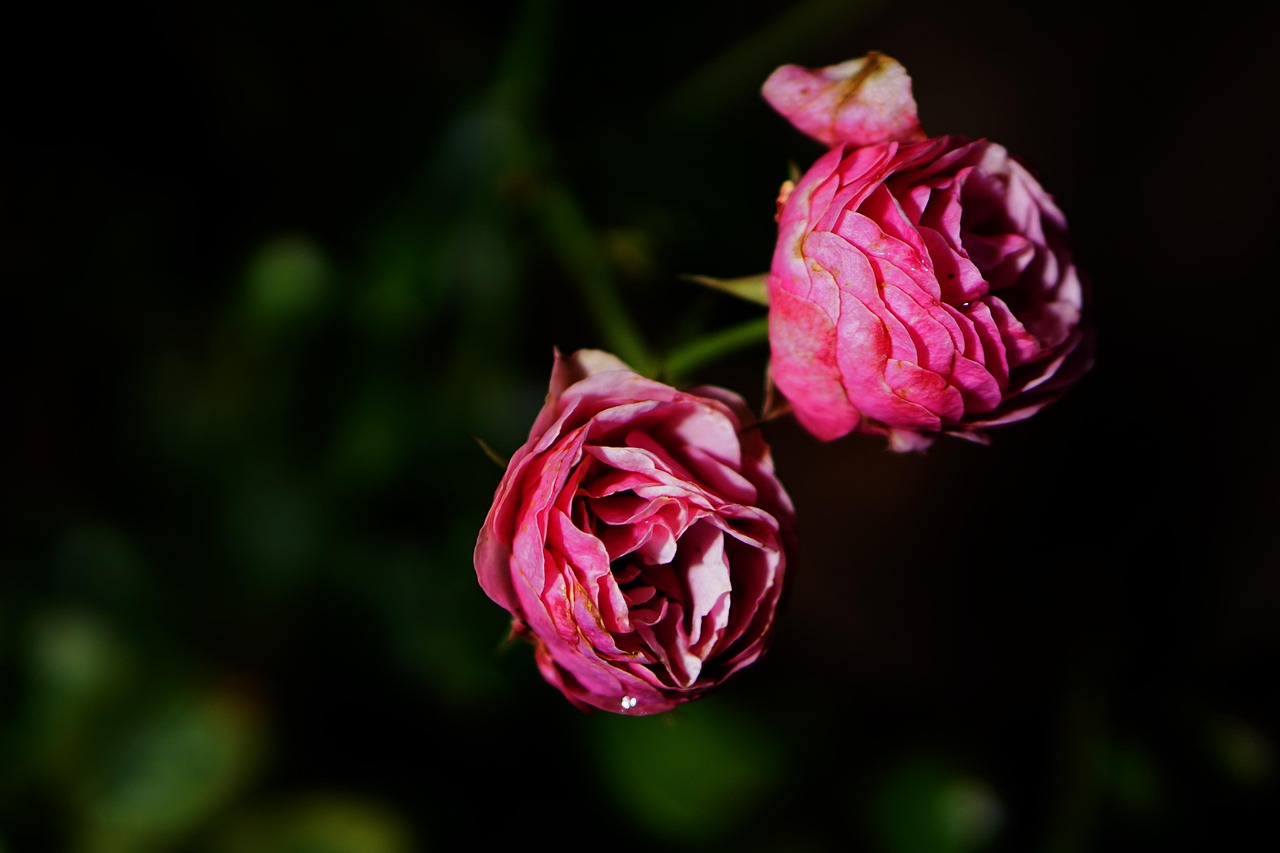분홍 장미 꽃 - Pixabay의 무료 사진 - Pixabay