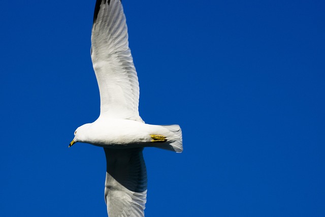 Måge, Himmel, Hav, Fugl, Dyr, Flyve