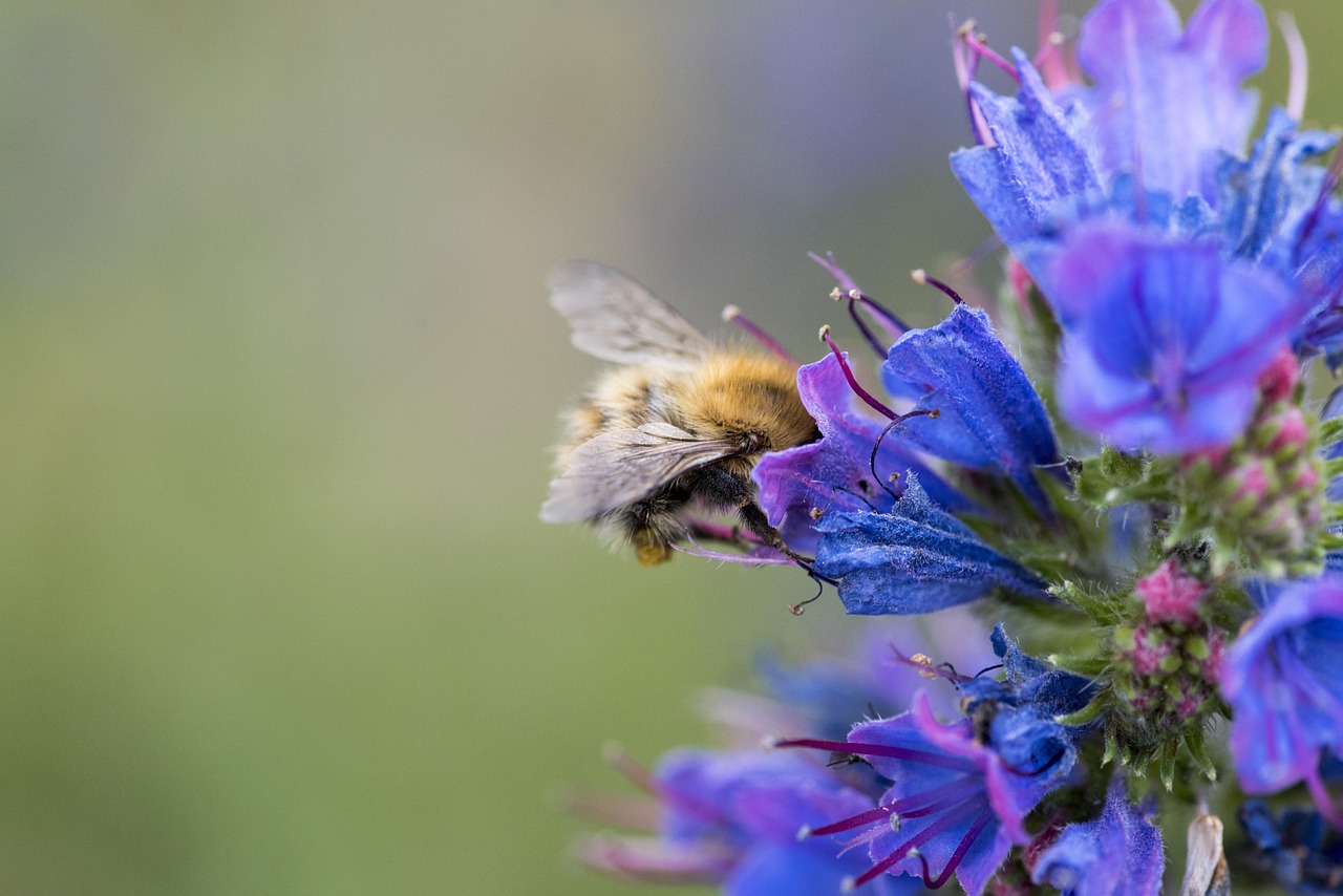 Bee Flower Nature Free photo on Pixabay Pixabay