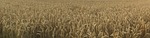field, broader view, wheat field