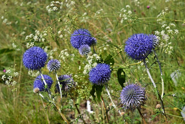 Free Ruthenian Spherical Thistle photo and picture
