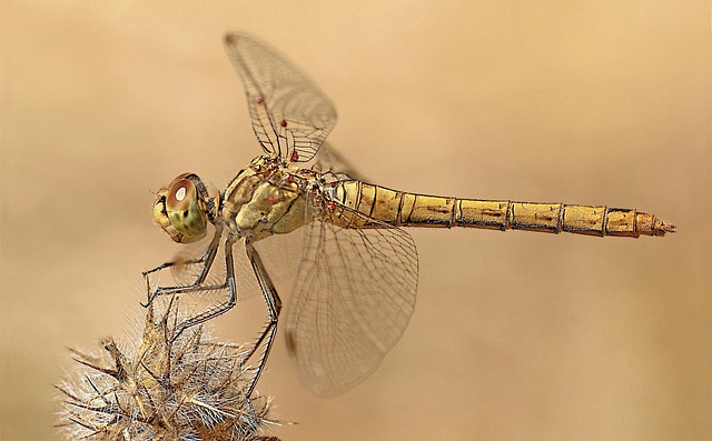 Free Dragonfly Macro Photography photo and picture
