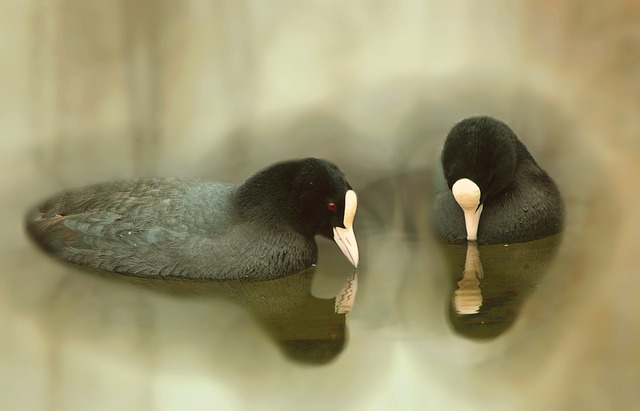Free Birds Coots photo and picture