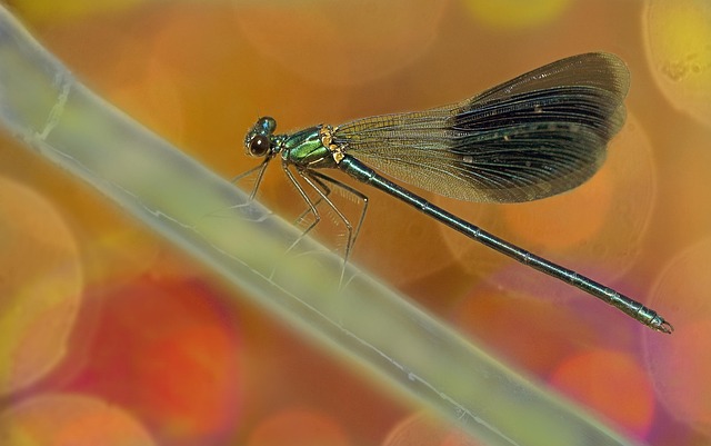 Free Dragonfly Nature photo and picture