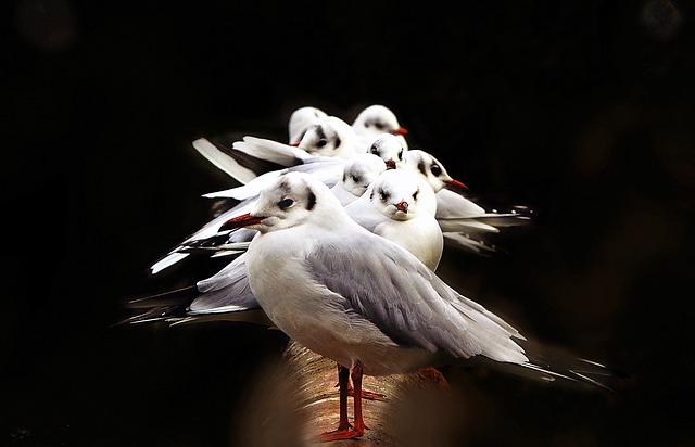 Free Birds Seagulls photo and picture