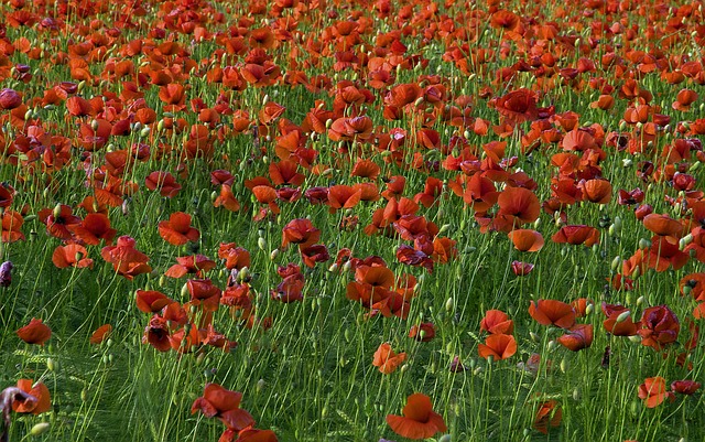Free Flowers Poppies photo and picture