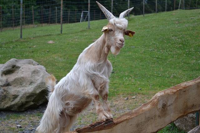 Bandot Kebun Binatang Kambing - Foto gratis di Pixabay - Pixabay