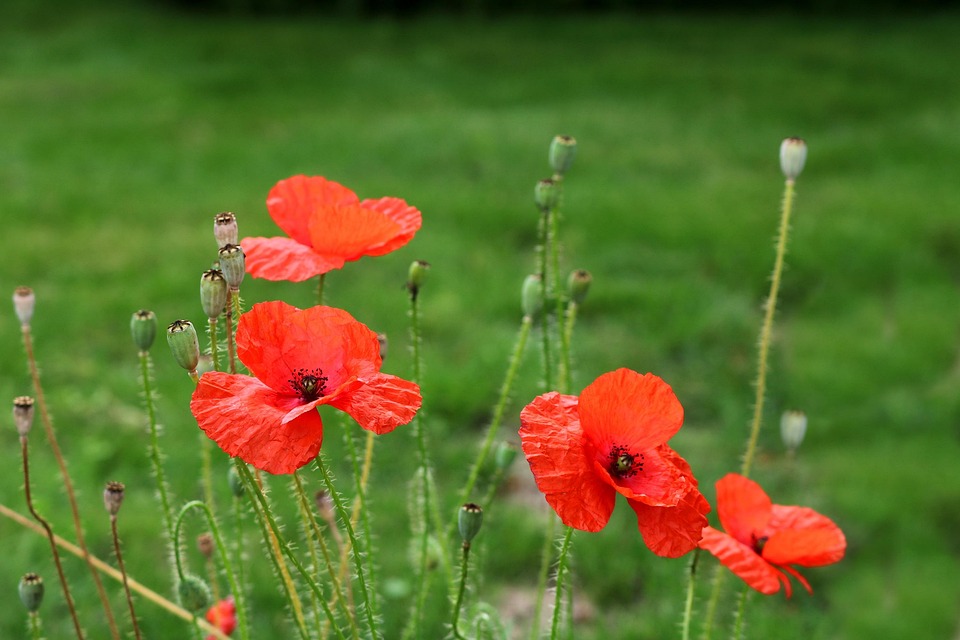 罂粟 罂粟花 虞美人 - Pixabay上的免费照片 - Pixabay