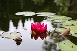 water lily, flower, blossom