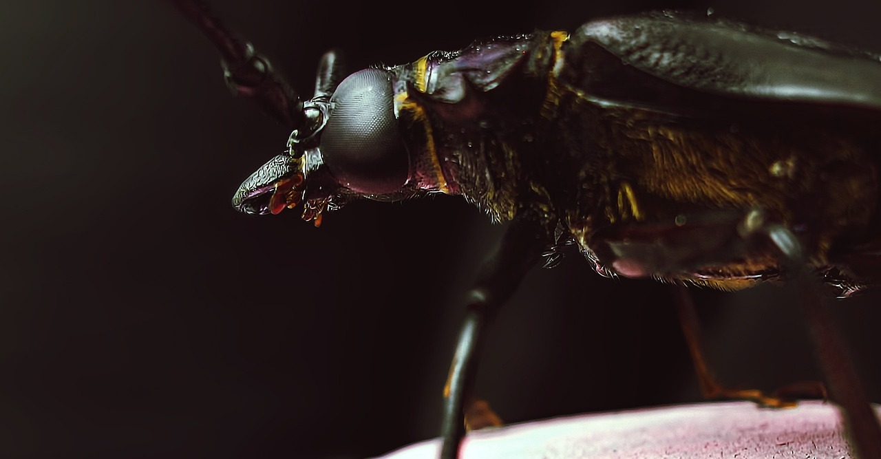 Insectos Animal - Foto gratis en Pixabay - Pixabay