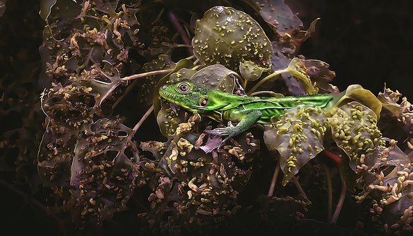 Natur, Reptil, Tier, Leguan