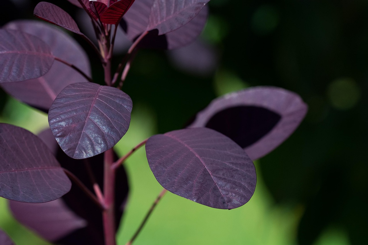 香山紅葉攻略，探秘秋日里的色彩盛宴