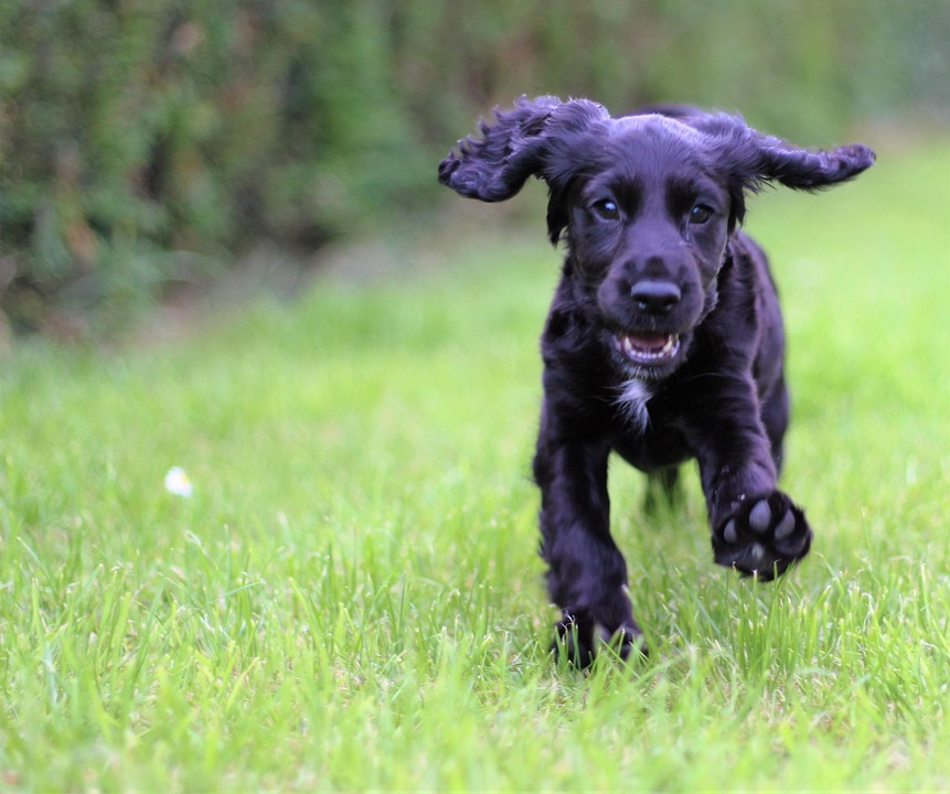 Cocker Spaniel Hund Kostenloses Foto Auf Pixabay