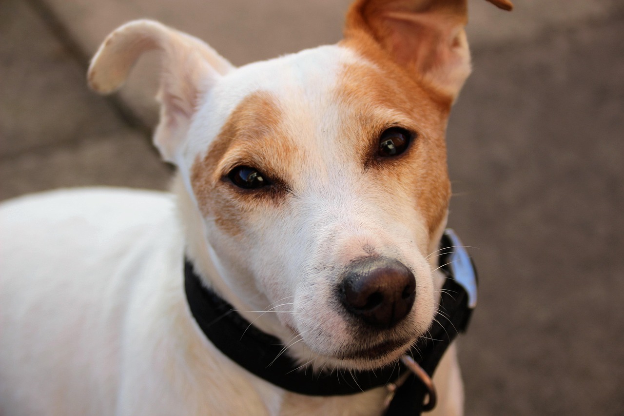 Jack Russel Terrier Anjing Foto Gratis Di Pixabay