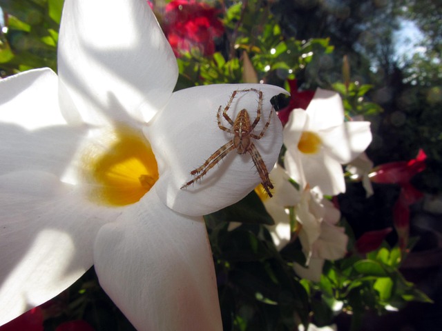 Free White Trumpet Flower Blossom photo and picture
