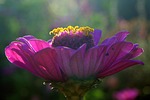 zinnia, flower, violet
