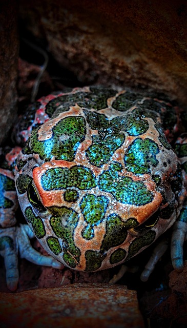 Free Frog Animal photo and picture