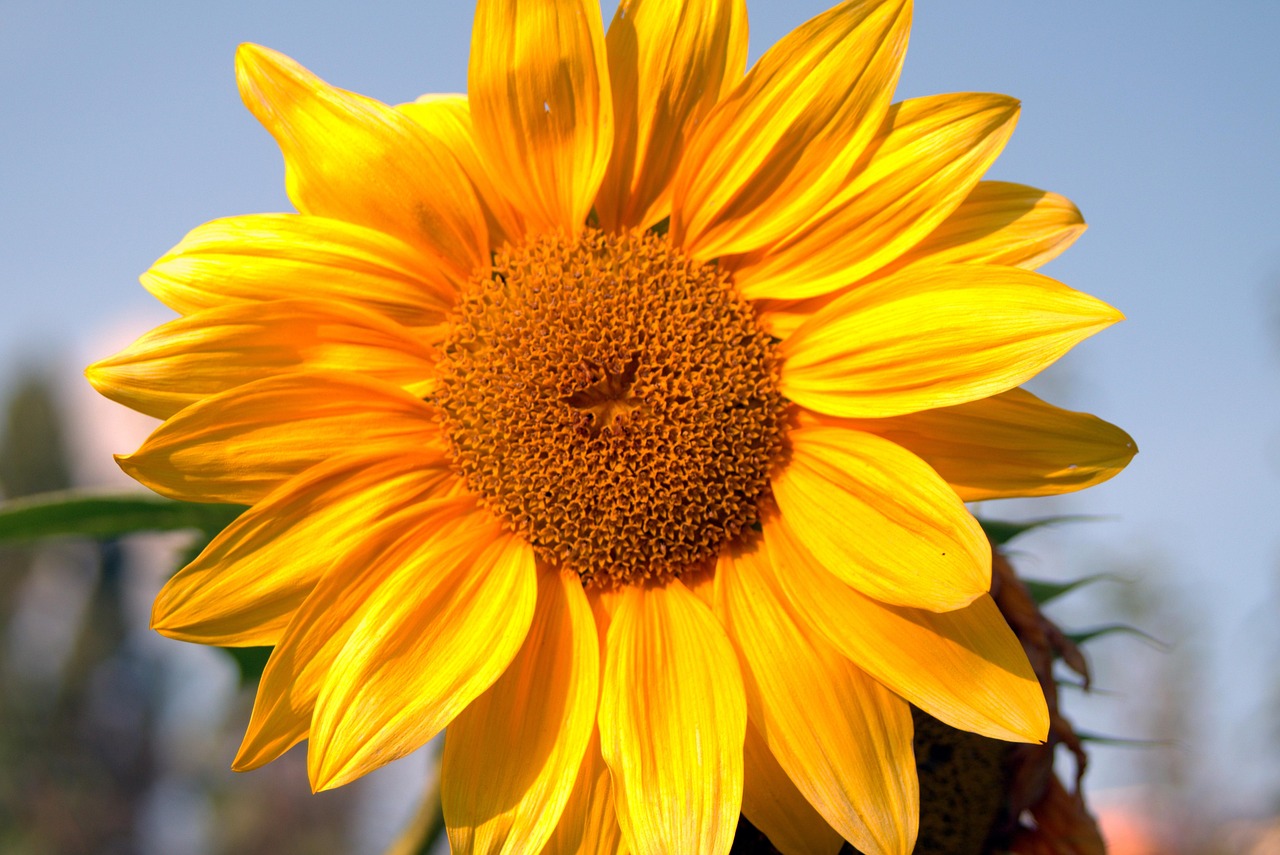 700 + 무료 Blue Sunflowers & 해바라기 이미지 Pixabay