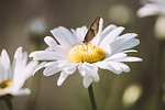 marguerite, flower, white