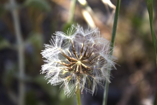 Free Dandelion Flower photo and picture