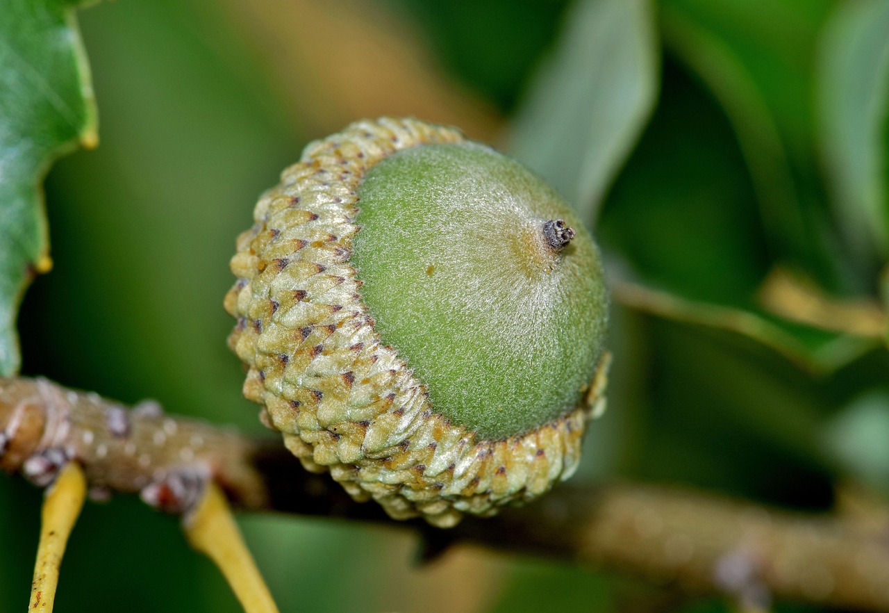 Acorn Nut Oak Free photo on Pixabay Pixabay