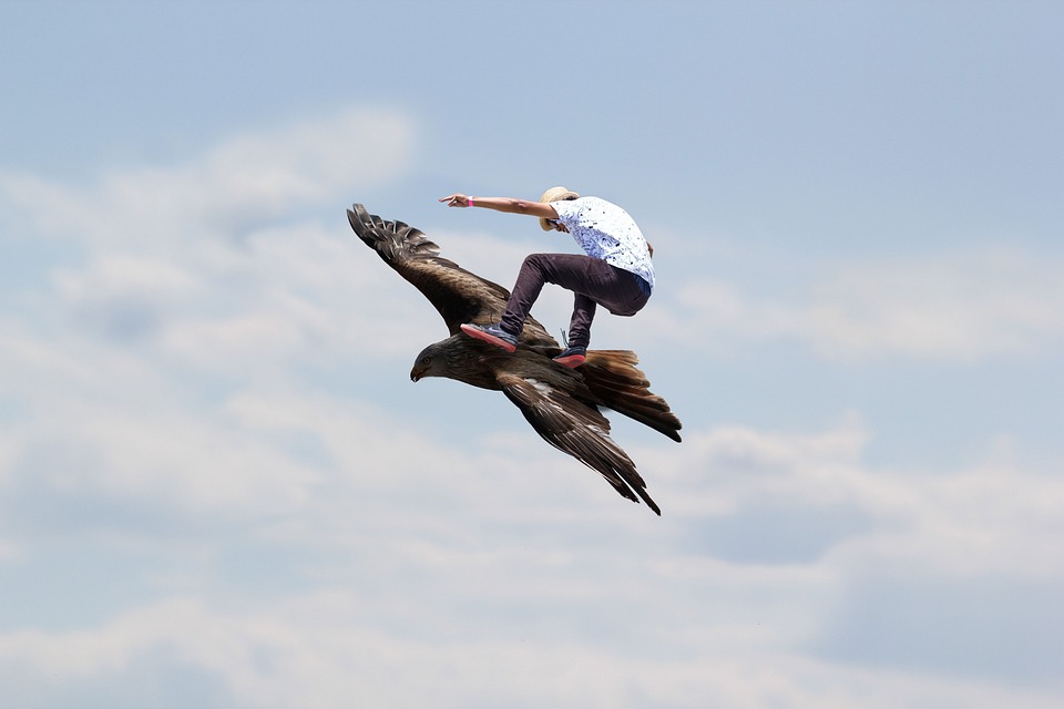 flying eagle cool free photo on pixabay