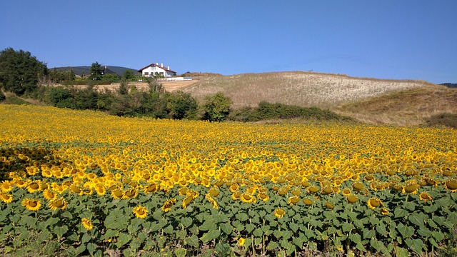 Tournesol, Champ De Tournesols, Navarre