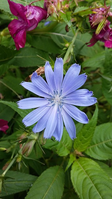 Free Chicory Weed photo and picture